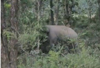 कलियर में हाथी की दस्तक से मचा हड़कंप, सुबह-सुबह सड़क पर घूमता दिखा गजराज
