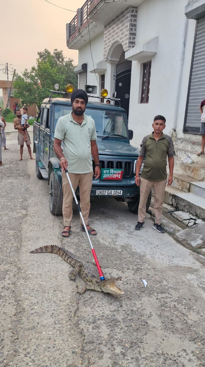 बरसात में बढ़ा खतरा, लक्सर के घर में घुसा मगरमच्छ
