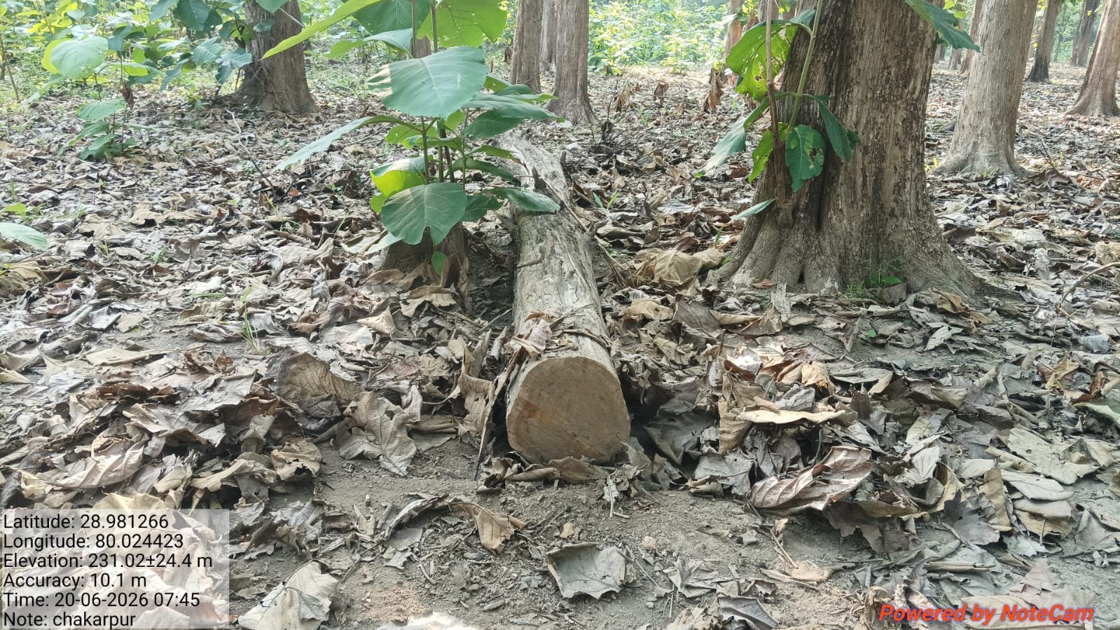 16 पेड़ों के बाद फिर नया विवाद, चकरपुर वन चौकी क्षेत्र में पेड़ कटान को लेकर बढ़ी हलचल