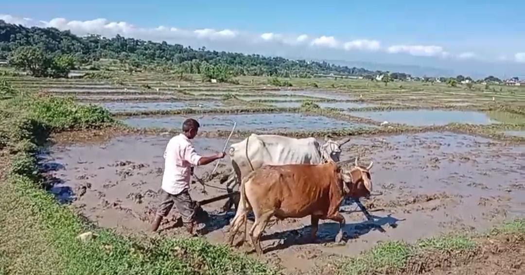 दून बासमती को मिलेगा नया जीवन, खेती से लेकर ब्रांडिंग तक बना बड़ा प्लान