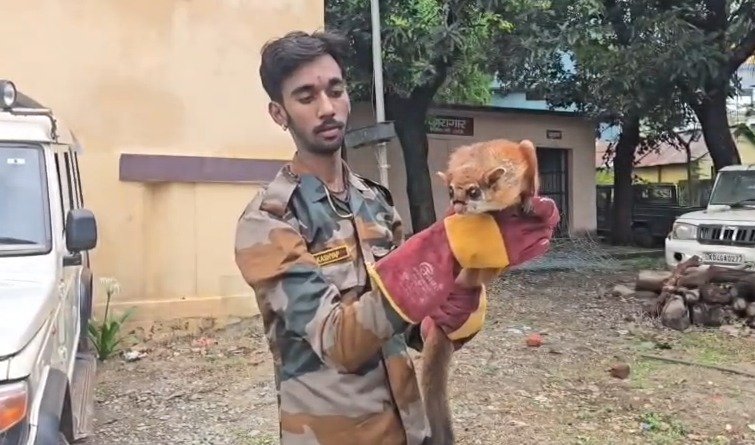 रामनगर के जंगलों में लौटी दुर्लभ इंडियन जायंट फ्लाइंग स्क्विरल, 12 साल बाद हुई रिकॉर्डिंग