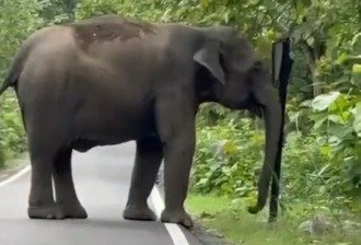 हाथियों के झुंड ने रोकी वाहनों की रफ्तार, गुस्साए हाथी ने मचाया उत्पात